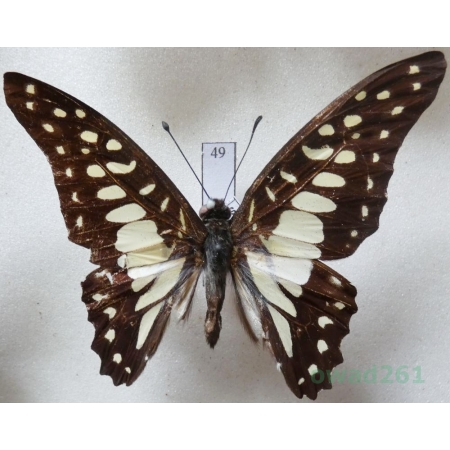 Graphium bathycles (Zinken-Sommer, 1831) Indonsia, Sulawesi 61mm49